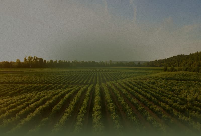 Farm-field backdrop for the Organics agriculture theme preview